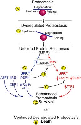 Integrating ER and Mitochondrial Proteostasis in the Healthy and Diseased Heart
